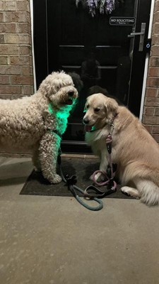 SpotLit® Rechargeable Collar Light - Disc-O Tech™