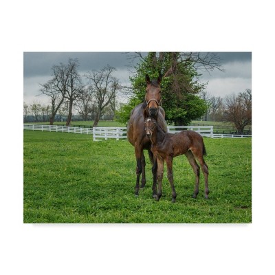 24" x 18" Galloimages Online 'Mare and Foal 2' Canvas Art - Trademark Fine Art