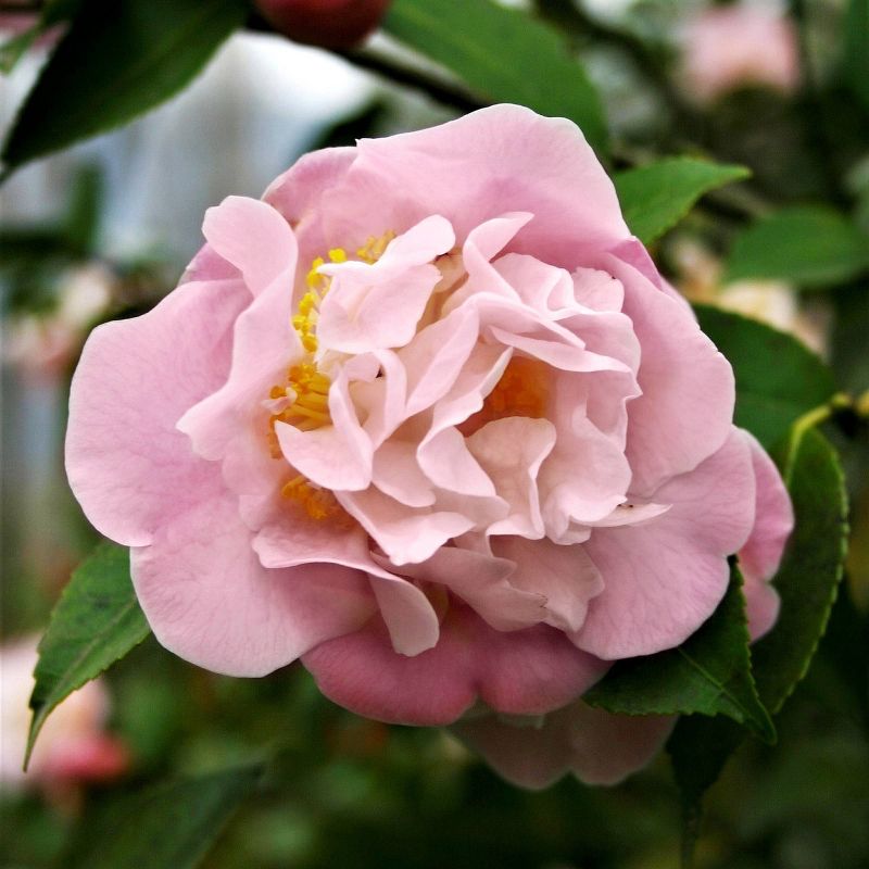 2.5qt High Fragrance Camellia Japonica Plant with Pink Blooms - National Plant Network, 3 of 6