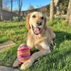 Midlee Easter Egg Plush Dog Toy - Pink - 2 of 4