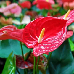 Anthurium Fire Glow - National Plant Network