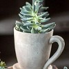 Slickblue Cement Tea Mug Planter, Hand Cast Design, Plant Pot, Modern, Beige, Small or Large Size - 2 of 3