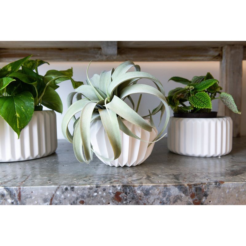 2pc Ceramic Flower Pot Set White - Storied Home, 6 of 8