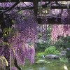 Wisteria 'Amethyst Falls' 1pc U.S.D.A. Hardiness Zones 5-9 National Plant Network 2.5qt: Live Vine for Garden - 4 of 4