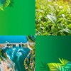 Cederberg Tea Company Green Herbal Tea, USDA Organic, Non-GMO, Eco-Friendly and Caffeine Free - 100 Compostable Tea Bags - 4 of 4