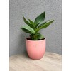 Tierra Garden 6.3" Matte Ceramic Basel Fashion Indoor Pot - 3 of 4