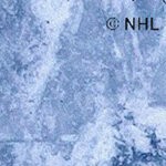 florida panthers