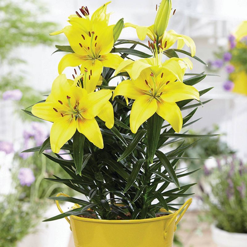 Van Zyverden 18&#34; Patio Lily Lemon Pixie with Yellow Metal Planter, Soil, and Growers Pot Lily, 3 of 6