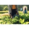Quik Tea, Green Tea Bags, 60 Tea Bags - 4 of 4