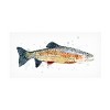 Trademark Fine Art -Emma Caroline  'Watercolor Rainbow Trout I' Canvas Art - 2 of 4