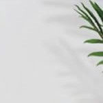 new royal concubine sunflower 70 inches high