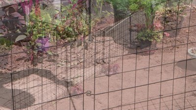 Black Steel Arched Grid Decorative Garden Fence Panels Set