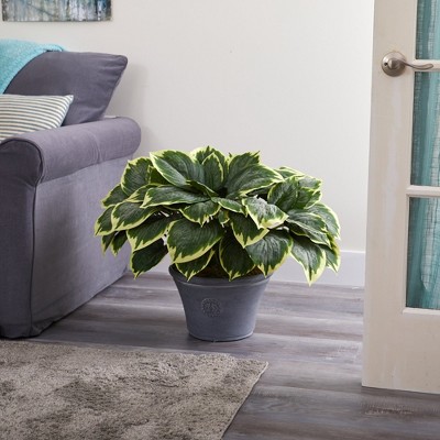 Variegated Hosta 23" Artificial Plant in Gray Planter