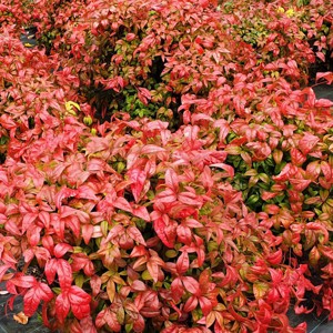 National Plant Network Outdoor Live Fire Power Nandina Plant - 1ct 1gal - 1 of 4