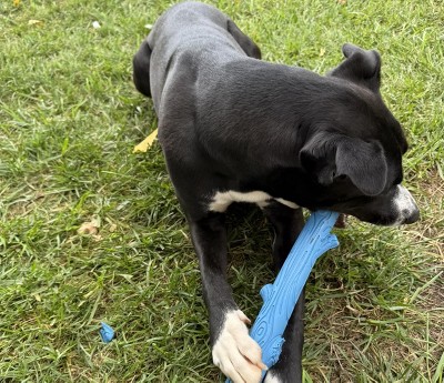 Guest review image 1 of 1, zoom in