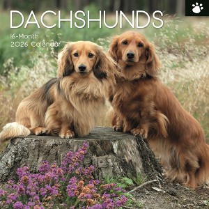 2026 Square Wall Calendar, Dachshunds, 16-Month Paw Prints Theme with 180 Reminder Stickers (12x12 In) - 1 of 4
