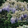 Wisteria Blue Moon 4" Potted Rocketliners - Van Zyverden - 2 of 4