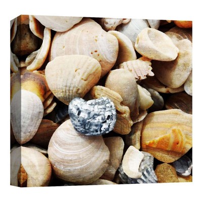 16" x 16" Shells By The Sea II Decorative Wall Art - PTM Images