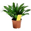 Nema Globe EFI Long Lasting Sticky Traps for Insects, 3" x 5" Sticky Yellow Cards (10 Traps Per Package) - 2 of 2