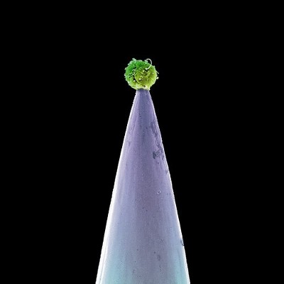 Peter Gabriel - New Blood (CD)