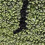 buzzy bees green