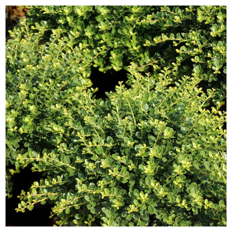 Holly &#39;Compacta&#39; 1pc - National Plant Network U.S.D.A Hardiness Zone 6-9 2.25 Gallon, 4 of 5