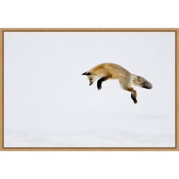 23" x 16" Red Fox in Snow by Deborah Winchester Danita Delimont Framed Canvas Wall Art - Amanti Art