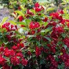 Weigela Maroon Swoon 4" Potted Rocketliners - Van Zyverden - 3 of 4