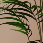 natural