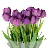 Fresh Cut Purple Tulip Flowers - 15 stem - Spritz™