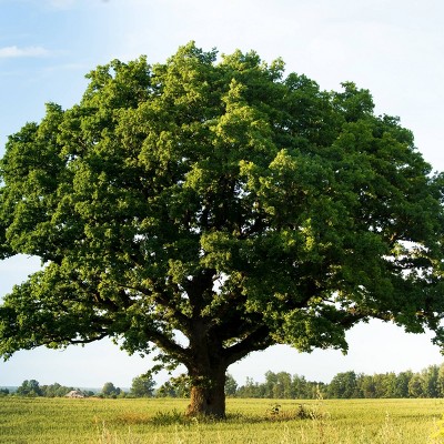 2.25gal Swamp Chestnut Oak Tree - National Plant Network
