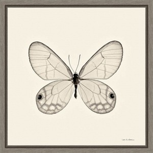 Amanti Art Butterfly I BW Crop by Debra Van Swearingen Canvas Wall Art Print Framed 16-in. x 16-in. - 1 of 4