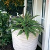 Floral Home 34" Wide Boston Fern with 50 Lifelike Fronds - 6-Piece - 2 of 4