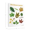 Kaplan Early Learning Deciduous Leaves Giclee  18" x 24" Wall Print - 4 of 4