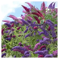 Buddleia 'Triple Treat' Butterfly Bush Collection 3pc - National Plant Network - U.S.D.A. Hardiness Zones 5 - 9