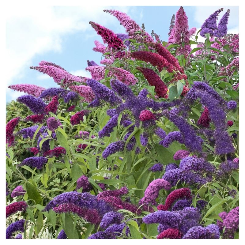Buddleia &#39;Triple Treat&#39; Butterfly Bush Collection 3pc - National Plant Network - U.S.D.A. Hardiness Zones 5 - 9, 1 of 8