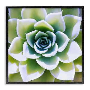 Stupell Industries Green Succulent Nature Close Up, 17" x 17" - 1 of 4