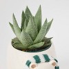 Holiday Polar Pals Live Plant(It May Vary) - Good Little Garden™ - 3 of 4