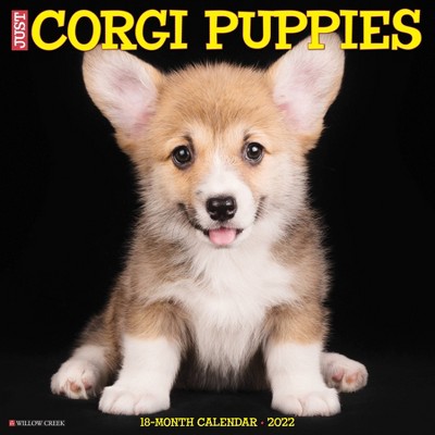 2022 Wall Calendar Just Corgi Puppies - Willow Creek Press