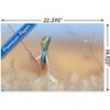 Trends International The Comedy Wildlife Photography Awards: Anup Deodhar - Rockstar Unframed Wall Poster Prints - 3 of 4
