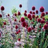 Set of 25 Allium Sphaerocephalon Bulbs - Van Zyverden - 2 of 4