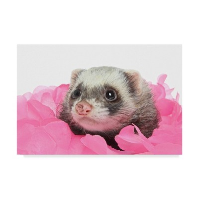 16" x 24" Ferrets by Andrea Mascitti Puppies - Trademark Fine Art