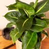 Live 6" Dieffenbachia Green Magic Potted Houseplant - image 4 of 4