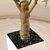 DR.Planzen UV Resistant 6-7FT Artificial Pre Potted Ficus Tree with White Tall Planter for Indoor Outdoor Office House Decor - 4 of 4