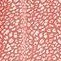 light red leopard print