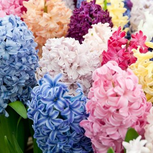 12ct Hyacinths Easter Basket Blend Bulbs - Van Zyverden - 1 of 4