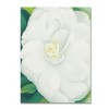 Trademark Fine Art -Georgia O'Keefe 'White Camelia' Canvas Art - 2 of 3