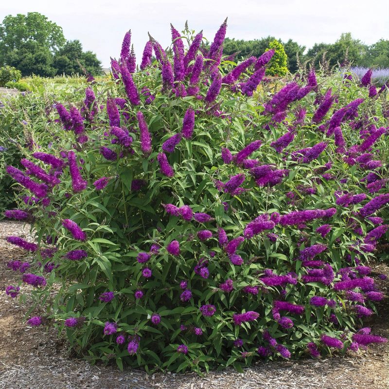 2.5qt &#39;RoyalRazz&#39; Buddleia Plant - Purple Blooms, Butterfly Bush, Fragrant Perennial, Full Sun, Attracts Wildlife, Hardy & Drought Tolerant, 4 of 7