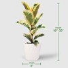 8" Foliage - Good Little Garden™ - 4 of 4