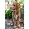 Country Brook Petz Premium Dog Collar - Sports and Athletics Collection - 2 of 4